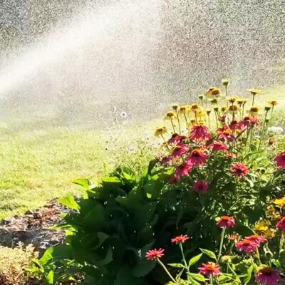 echinacea and succulents being watered by irrigation system