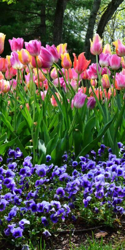 bed of pink and orange tulips with border of blue flowers