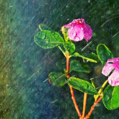 pink flowers and green leaves with abstract water to represent irrigation