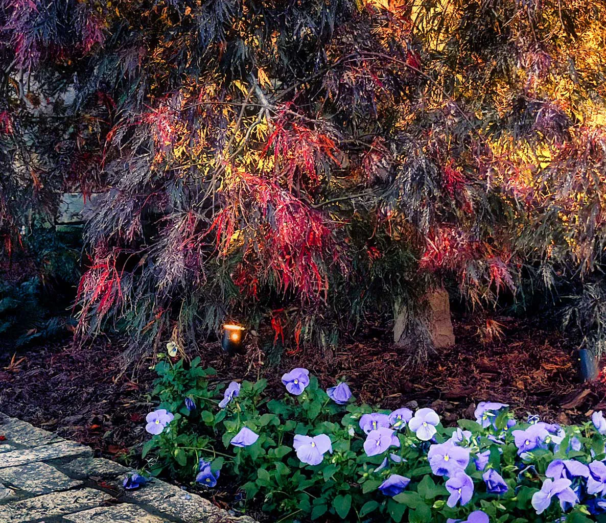 A small outdoor landscape light illuminates the appearance of small shrubs and flowers.