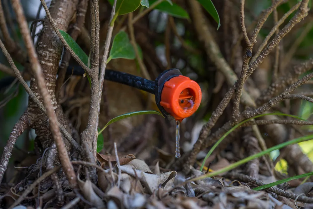 Drip Irrigation emitter at the bottom of a shrub.