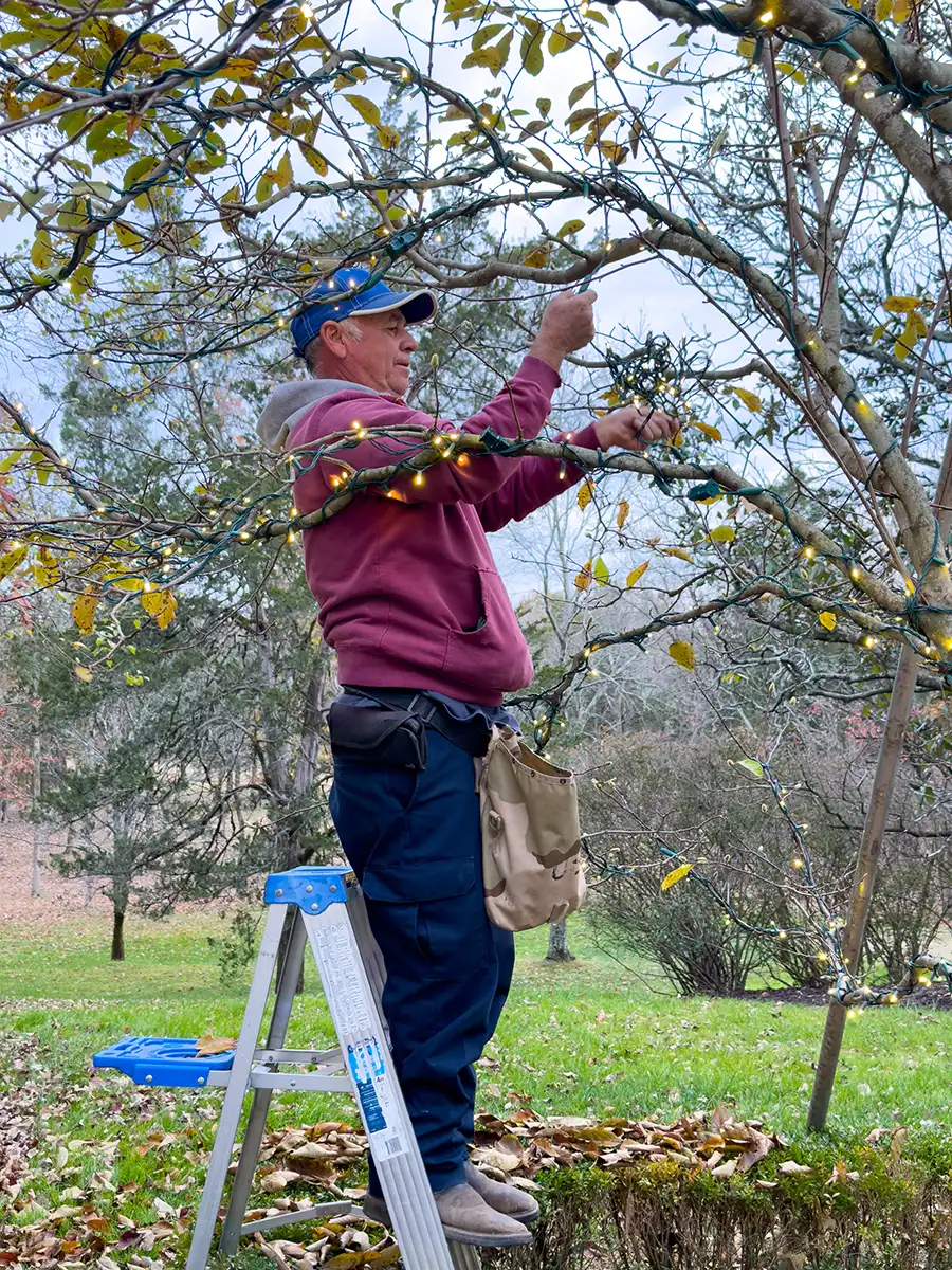 A technician installs holiday lights on a tree's limbs.