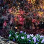 A small landscape lighting fixture illuminates a colorful Japanese maple tree in the yard of a Brentwood home