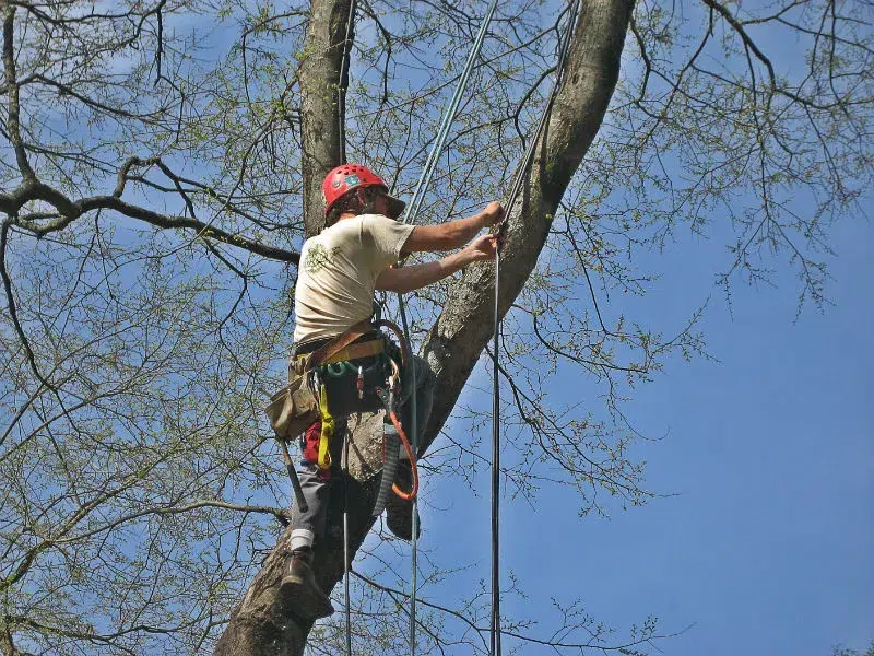 A professional landscape lighting contractor is suspended in air while servicing outdoor lights in a Hendersonville homes's tree.