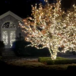 A tree is covered in lights for the holidays in Nashville
