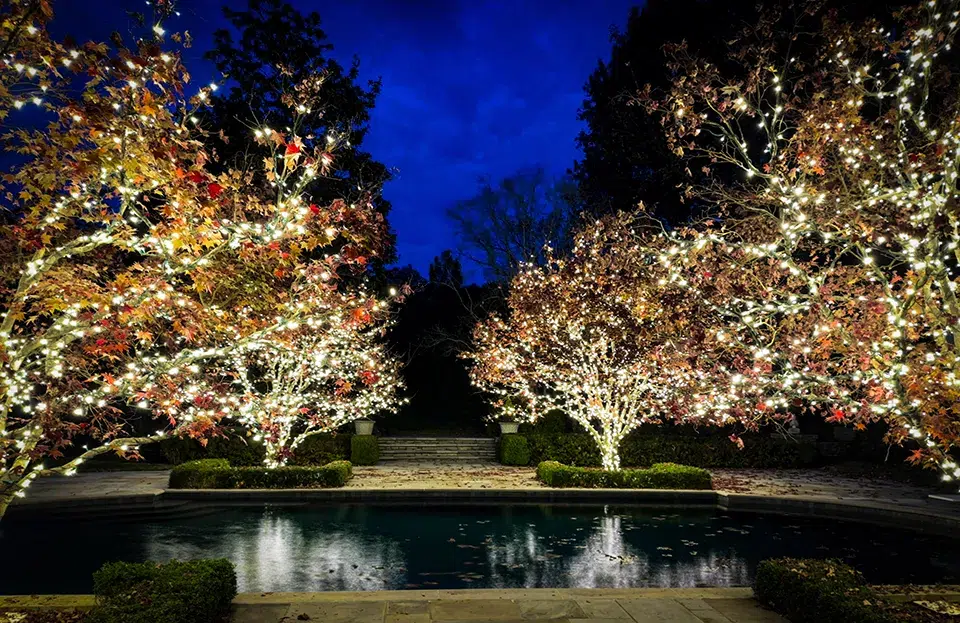 Trees in a Nashville yard lit by professional Christmas light hangers