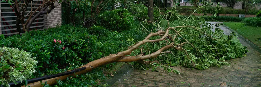 Fallen tree blocking a walkway after storm damage